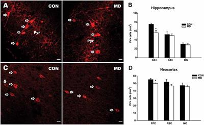 Maternal Deprivation in Rats Decreases the Expression of Interneuron Markers in the Neocortex and Hippocampus